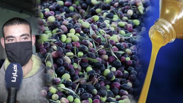 المراحل التي يمر منها عصر زيت الزيتون وهكذا يتم التفريق بين الزيت الأصلي والمغشوش